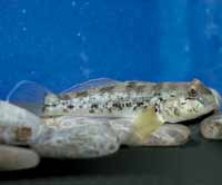 photo of Round Goby