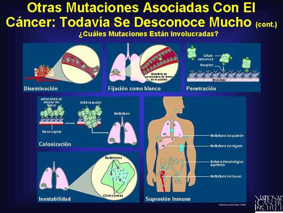 Otras Mutaciones Asociadas Con El Cáncer: Todavía Se Desconoce Mucho (cont.)