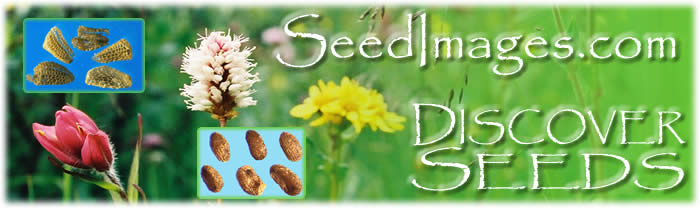 SeedImages.com | Discover the world of seeds