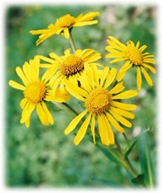 Colorado wildflower