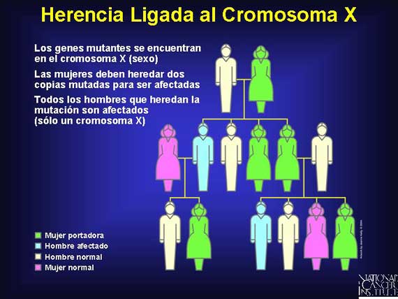 Herencia Ligada al Cromosoma X