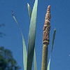 Typha latifolia - Cattail, Tule, Reedmace