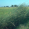 Scirpus acutus - Bulrush