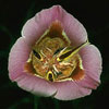 Calochortus macrocarpa - Mariposa Lily, Sagebrush Lily, Desert Lily