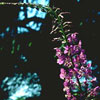 Epilobium angustifolium - Fireweed