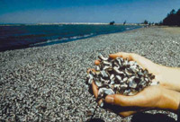 photo of zebra mussel shells washed onto a beach