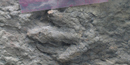 Image of footprint found in Denali National Park and Preserve