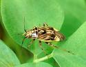 Tarnished Plant Bug