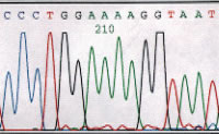 Example of DNA