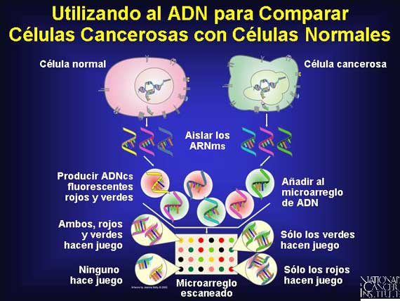 Utilizando al ADN para Comparar Células Cancerosas con Células Normales