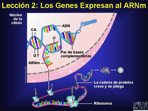 Lección 2: Los Genes Expresan al ARNm