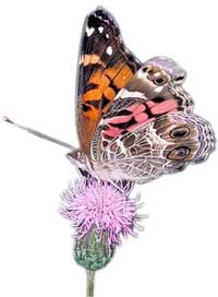 picture of butterfly pollinating thistle