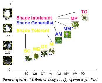 Uromi Goodale, Pioneer species distribution along canopy openness gradient