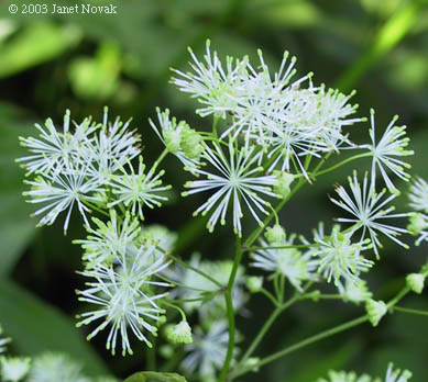 Thalictrum pubescens