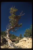 Bristlecone Pine