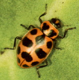 Coleomegilla maculata