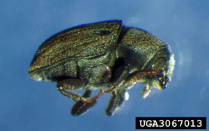 Eastern Ash Bark Beetle