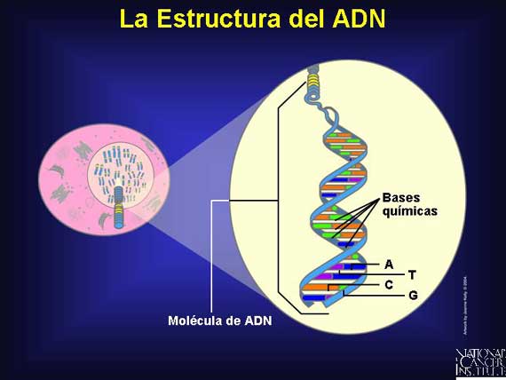 La Estructura del ADN