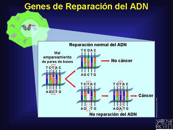 Genes de Reparación del ADN