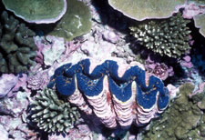 Image of fan-shaped coral,  Pavona duerdeni. Click for larger image.