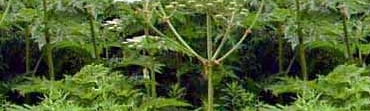 giant hogweed