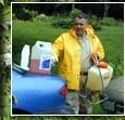 giant hogweed