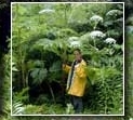 giant hogweed