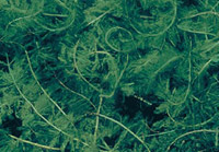 photo of Eurasian watermilfoil