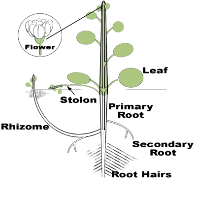 Figure 1: Broadleaf Plant Identification Image