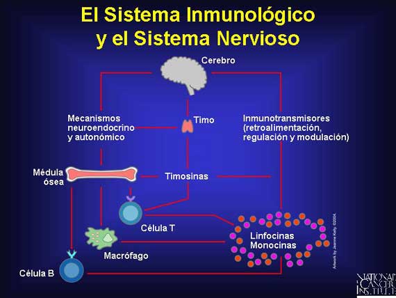 El Sistema Inmunológico y el Sistema Nervioso