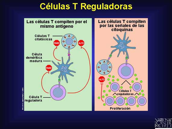 Células T Reguladoras