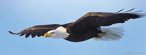 Bald eagle