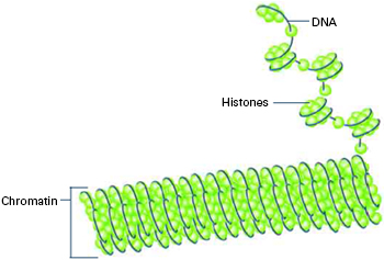 Histone proteins loop together with double-stranded DNA to form a structure that resembles beads on a string.