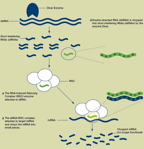 Double-stranded RNA (dsRNA) is chopped into short interfering RNAs (siRNAs) by the enzyme Dicer. The RNA-Induced Silencing Complex (RISC) enzyme attaches to siRNA. The siRNA-RISC complex attaches to target mRNA and chops the mRNA into small pieces.