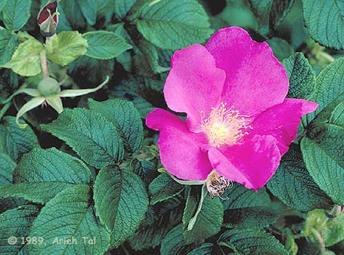 Rosa rugosa