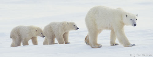 Polar bears and Global Warming