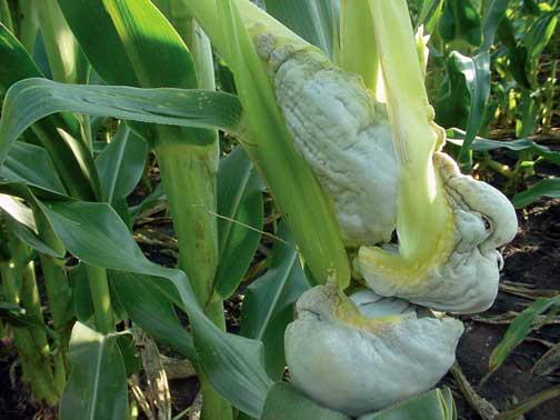 Corn smut galls on corn