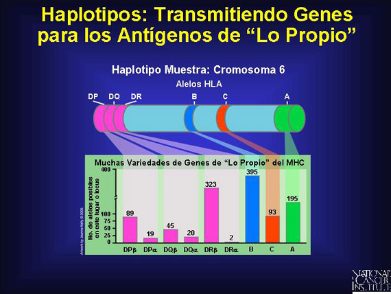 Haplotipos: Transmitiendo Genes para los Antígenos de 'Lo Propio'