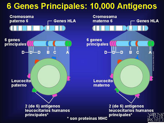 6 Genes Principales: 10,000 Antígenos