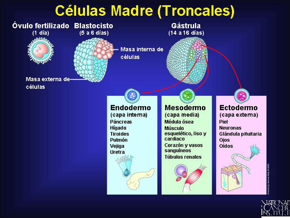 Células Madre (Troncales)