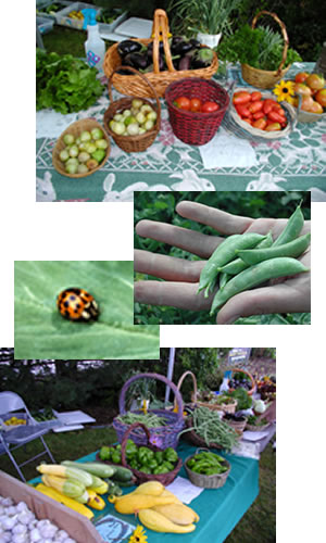 Organic Produce