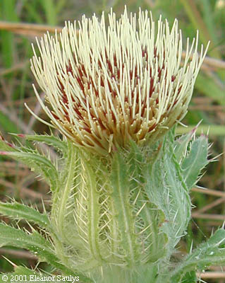 Cirsium horridulum