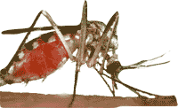 Picture of mosquito