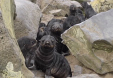 Photo of Northern fur seal pups on St. Paul Island.