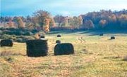 Hay-Growing in Minnesota