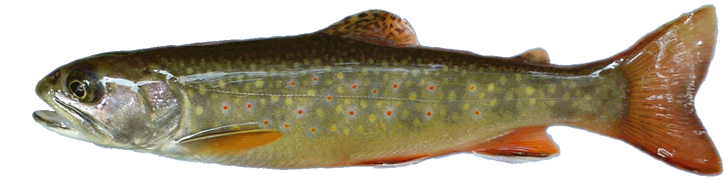 Brook Trout