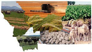Montana crops