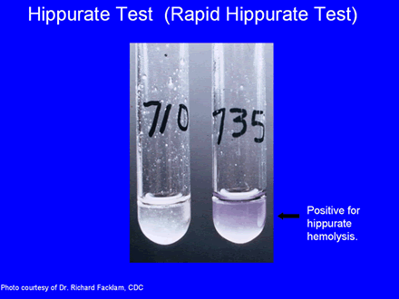 Rapid Hippurate Test