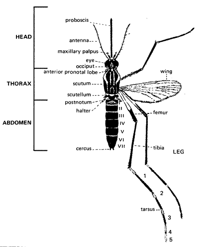 Diagram of Female Adult Mosquito