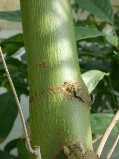 Ceiba pentandra, bark